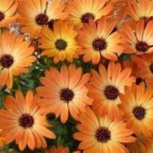 African Daisy Flake Flower Seeds, 1500+ Seeds Per Packet, (Isla's Garden Seeds), 85% Germination Rate, Non GMO & Heirloom Seeds, Scientific Name: Dimorphotheca sinuata