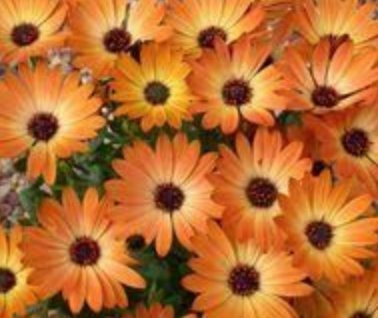 African Daisy Flake Flower Seeds, 1500+ Seeds Per Packet, (Isla's Garden Seeds), 85% Germination Rate, Non GMO & Heirloom Seeds, Scientific Name: Dimorphotheca sinuata