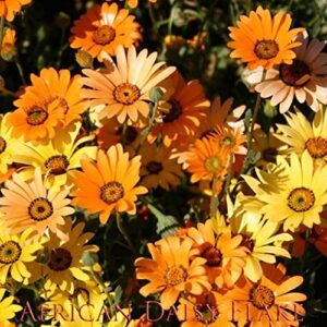 African Daisy Flake Flower Seeds, 1500+ Seeds Per Packet, (Isla's Garden Seeds), 85% Germination Rate, Non GMO & Heirloom Seeds, Scientific Name: Dimorphotheca sinuata