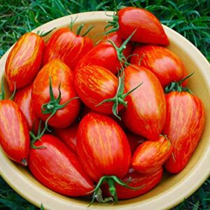 Speckled Roman Tomato Seeds for Planting, 100+ Heirloom Seeds Per Packet, (Isla's Garden Seeds), Non GMO Seeds, Botanical Name: Lycopersicon lycopersicum, Great Home Garden Gift