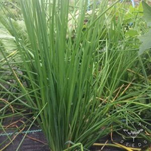 3000 common chive seeds for planting non gmo 5 grams of seeds garden vegetable bulk survival chives