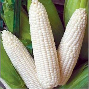 David's Garden Seeds Corn Dent Trucker's Favorite 4944 (White) 100 Non-GMO, Heirloom Seeds