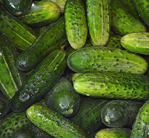 Cucumber Spacemaster Heirloom Seeds - B323 (60+ Seeds, 2 Grams)