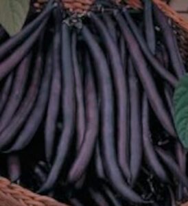 papaw’s garden supply llc. helping the next generation grow! purple queen heirloom bush green bean treated seeds, non-gmo, 1 pack of 250 vegetable seeds
