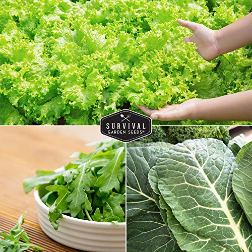 Survival Garden Seeds Greens Collection Seed Vault - Non-GMO Heirloom Seeds - Green Leafy Vegetables - Viroflay Spinach, Arugula, Lacinato Kale, Green Salad Bowl Lettuce & Rainbow Swiss Chard