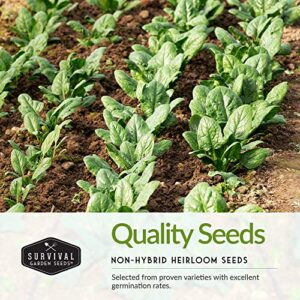 Survival Garden Seeds Greens Collection Seed Vault - Non-GMO Heirloom Seeds - Green Leafy Vegetables - Viroflay Spinach, Arugula, Lacinato Kale, Green Salad Bowl Lettuce & Rainbow Swiss Chard