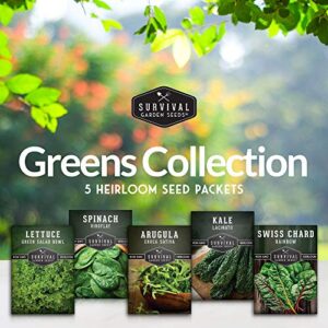 Survival Garden Seeds Greens Collection Seed Vault - Non-GMO Heirloom Seeds - Green Leafy Vegetables - Viroflay Spinach, Arugula, Lacinato Kale, Green Salad Bowl Lettuce & Rainbow Swiss Chard