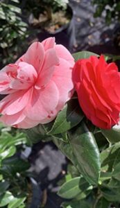 variegated camellia japonica rose red pink plant color, ornaments perennial garden simple to grow pots, 10 inches in tall