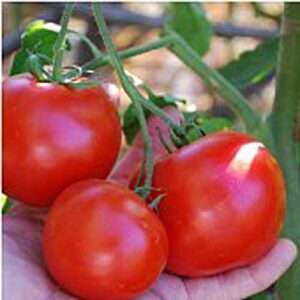 carmello tomato seeds (25 seed packet) (more heirloom, non gmo, vegetable, fruit, herb, flower garden seeds at seed king express)