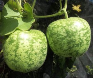 david’s garden seeds gourd apple 4716 (green) 25 non-gmo, heirloom seeds