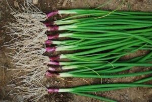 “apache” red bunching onion seeds – aka red scallion or salad onion | heirloom seeds by liliana’s garden |