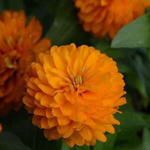 Outsidepride Zinnia Zahara Double Bright Orange Heat & Drought Tolerant Garden Cut Flowers - 50 Seeds