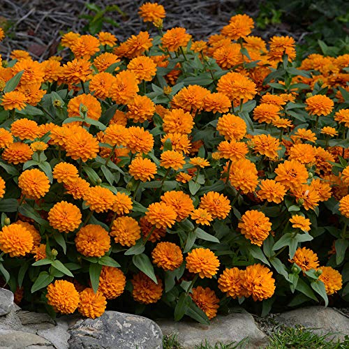 Outsidepride Zinnia Zahara Double Bright Orange Heat & Drought Tolerant Garden Cut Flowers - 50 Seeds