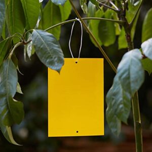 Yellow Sticky Traps For Gnats (20 Pack) - Sticky Gnat Trap - Gnat Killer - Fruit Fly Paper - Fly Traps Indoor Sticky-Yellow Sticky Traps Fungus Gnat - Sticky Traps For Plants - Fruit Flies -Dual-Sided