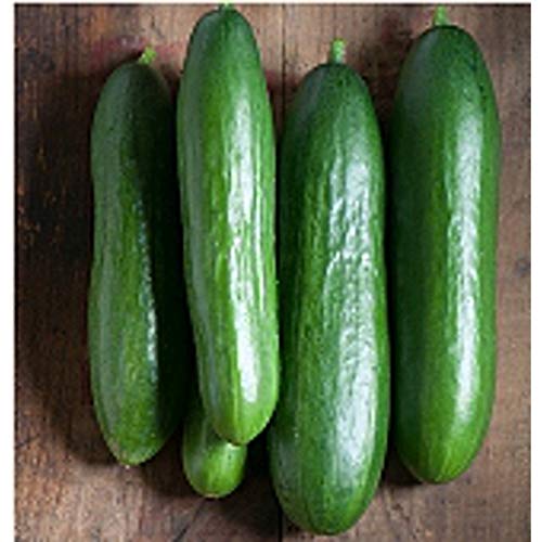 Diva Cucumbers Seeds (25 Seed Packet) (More Heirloom, Non GMO, Vegetable, Fruit, Herb, Flower Garden Seeds at Seed King Express)