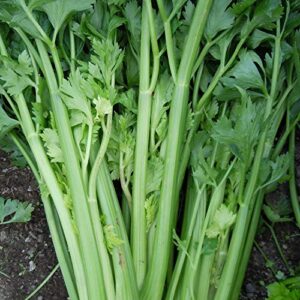 2,000 utah 52-70 celery seeds for planting heirloom non gmo 1 gram of seeds garden vegetable bulk survival hominy