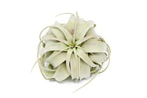 large xerographica air plants 5 to 7 inch wide – air plants live tillandsia succulent house plants holders – available in wholesale and bulk air plant – home and garden decor – easy care indoor and outdoor plants (1 pc)