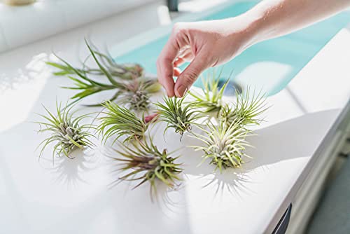 Large Xerographica Air Plants 5 to 7 Inch Wide - Air Plants Live Tillandsia Succulent House Plants Holders - Available in Wholesale and Bulk Air Plant - Home and Garden Decor - Easy Care Indoor and Outdoor Plants (1 PC)