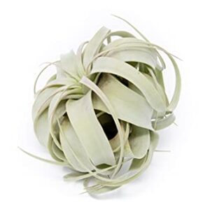 Large Xerographica Air Plants 5 to 7 Inch Wide - Air Plants Live Tillandsia Succulent House Plants Holders - Available in Wholesale and Bulk Air Plant - Home and Garden Decor - Easy Care Indoor and Outdoor Plants (1 PC)