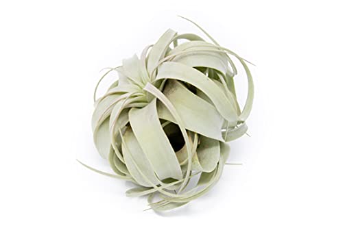 Large Xerographica Air Plants 5 to 7 Inch Wide - Air Plants Live Tillandsia Succulent House Plants Holders - Available in Wholesale and Bulk Air Plant - Home and Garden Decor - Easy Care Indoor and Outdoor Plants (1 PC)