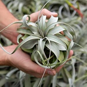 Large Xerographica Air Plants 5 to 7 Inch Wide - Air Plants Live Tillandsia Succulent House Plants Holders - Available in Wholesale and Bulk Air Plant - Home and Garden Decor - Easy Care Indoor and Outdoor Plants (1 PC)