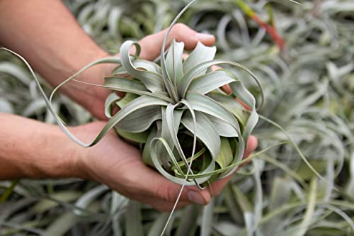 Large Xerographica Air Plants 5 to 7 Inch Wide - Air Plants Live Tillandsia Succulent House Plants Holders - Available in Wholesale and Bulk Air Plant - Home and Garden Decor - Easy Care Indoor and Outdoor Plants (1 PC)