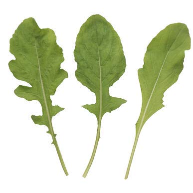 Astro Arugula Lettuce Seeds for Planting,1000+ Heirloom Seeds Per Packet, (Isla's Garden Seeds), Non GMO Seeds, Botanical Name: Eruca vesicaria SSP. Sativa, Great Home Garden Gift