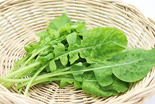 Astro Arugula Lettuce Seeds for Planting,1000+ Heirloom Seeds Per Packet, (Isla's Garden Seeds), Non GMO Seeds, Botanical Name: Eruca vesicaria SSP. Sativa, Great Home Garden Gift