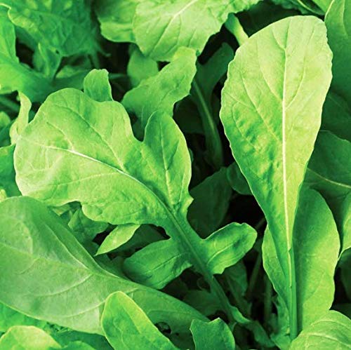 Astro Arugula Lettuce Seeds for Planting,1000+ Heirloom Seeds Per Packet, (Isla's Garden Seeds), Non GMO Seeds, Botanical Name: Eruca vesicaria SSP. Sativa, Great Home Garden Gift