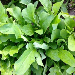 Astro Arugula Lettuce Seeds for Planting,1000+ Heirloom Seeds Per Packet, (Isla's Garden Seeds), Non GMO Seeds, Botanical Name: Eruca vesicaria SSP. Sativa, Great Home Garden Gift