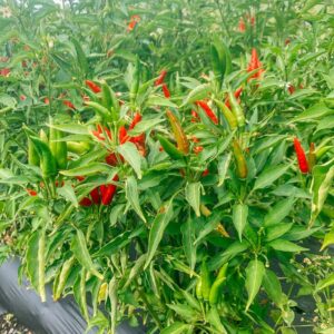 20 thai chili pepper seeds hot pepper seeds for planting outdoor garden