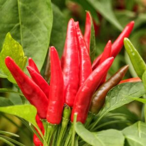 20 Thai Chili Pepper Seeds Hot Pepper Seeds for Planting Outdoor Garden