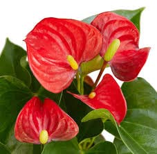 15 red anthurium plant seeds for growing indoor, ornaments perennial garden simple to grow pot