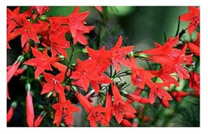 david’s garden seeds flower native texas standing cypress 3229 (red) 100 non-gmo, heirloom seeds