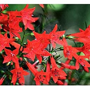 David's Garden Seeds Flower Native Texas Standing Cypress 3229 (Red) 100 Non-GMO, Heirloom Seeds