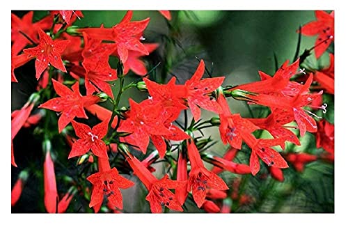 David's Garden Seeds Flower Native Texas Standing Cypress 3229 (Red) 100 Non-GMO, Heirloom Seeds