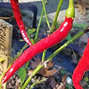 chile de arbol hot peppers (red) seeds (20+ seeds) | non gmo | vegetable fruit herb flower seeds for planting | home garden greenhouse pack