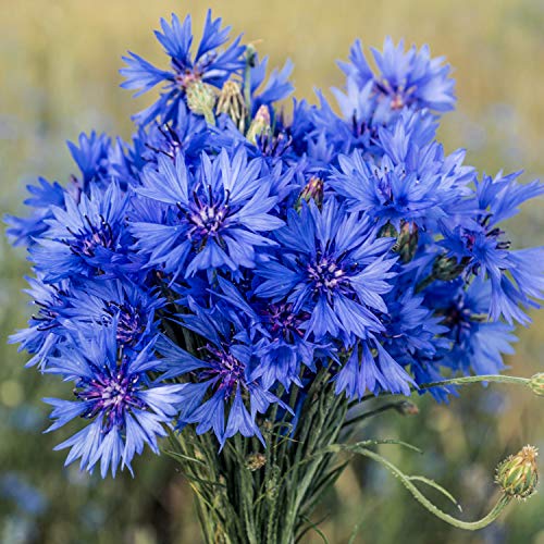 Outsidepride Cornflower AKA Bachelor's Button Wildflower Seeds for The Cut Garden - 1 LB