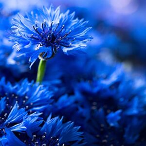 Outsidepride Cornflower AKA Bachelor's Button Wildflower Seeds for The Cut Garden - 1 LB