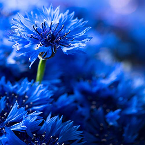 Outsidepride Cornflower AKA Bachelor's Button Wildflower Seeds for The Cut Garden - 1 LB