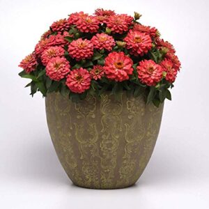 Outsidepride Zinnia Zahara Double Salmon Heat & Drought Tolerant Garden Cut Flowers - 50 Seeds