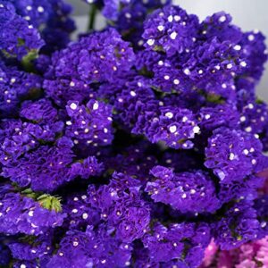 outsidepride limonium statice purple everlasting garden cut flowers for dried arrangements & bouquets – 1000 seeds
