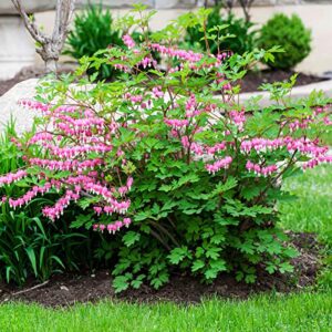 GARDENS 60 Pcs Mix Bleeding Heart Seeds for Planting Non-GMO Flower Seeds for Home Garden Decor Easy to Grow