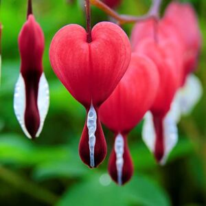 GARDENS 60 Pcs Mix Bleeding Heart Seeds for Planting Non-GMO Flower Seeds for Home Garden Decor Easy to Grow