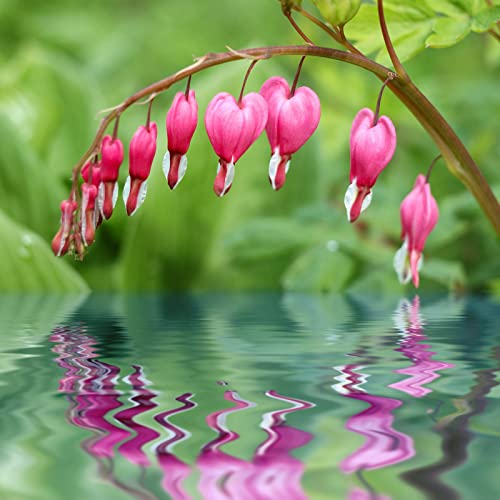 GARDENS 60 Pcs Mix Bleeding Heart Seeds for Planting Non-GMO Flower Seeds for Home Garden Decor Easy to Grow