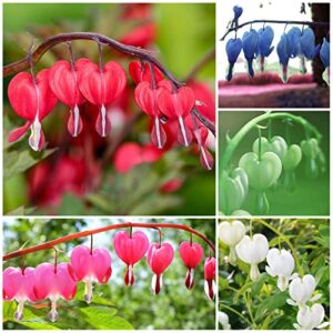 GARDENS 60 Pcs Mix Bleeding Heart Seeds for Planting Non-GMO Flower Seeds for Home Garden Decor Easy to Grow