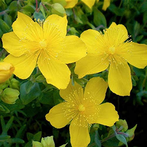 Outsidepride Hypericum Cerastoides Trailing St. John’s Wort Garden Flower & Ground Cover - 200 Seeds