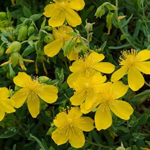 Outsidepride Hypericum Cerastoides Trailing St. John’s Wort Garden Flower & Ground Cover - 200 Seeds