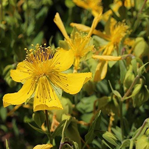 Outsidepride Hypericum Cerastoides Trailing St. John’s Wort Garden Flower & Ground Cover - 200 Seeds