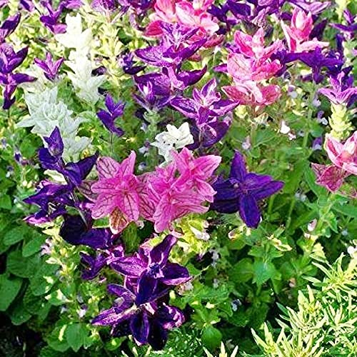 David's Garden Seeds Flower Native American Sage Clary Tricolor Mix (Multi) 200 Non-GMO, Open Pollinated Seeds